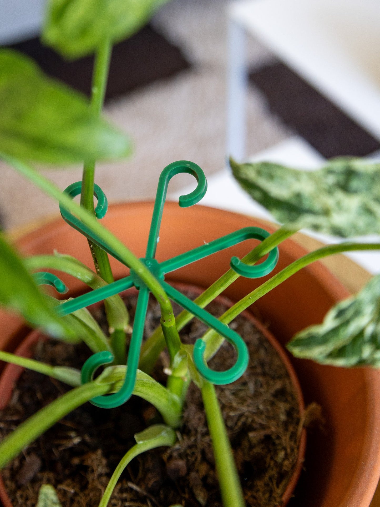 🪴Pflanzenstützrahmen – verhindert das Umfallen von Pflanzen💚