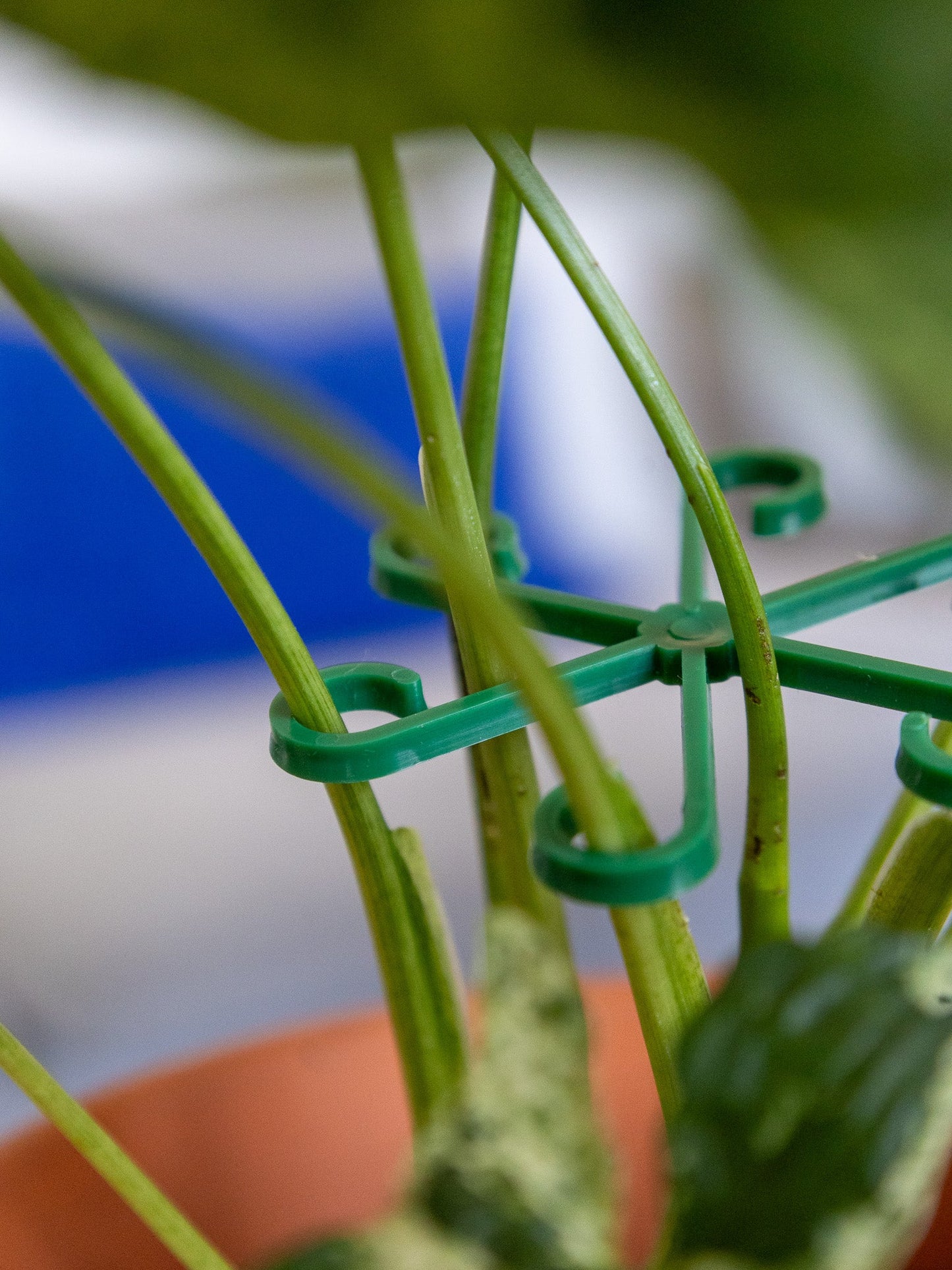 🪴Pflanzenstützrahmen – verhindert das Umfallen von Pflanzen💚